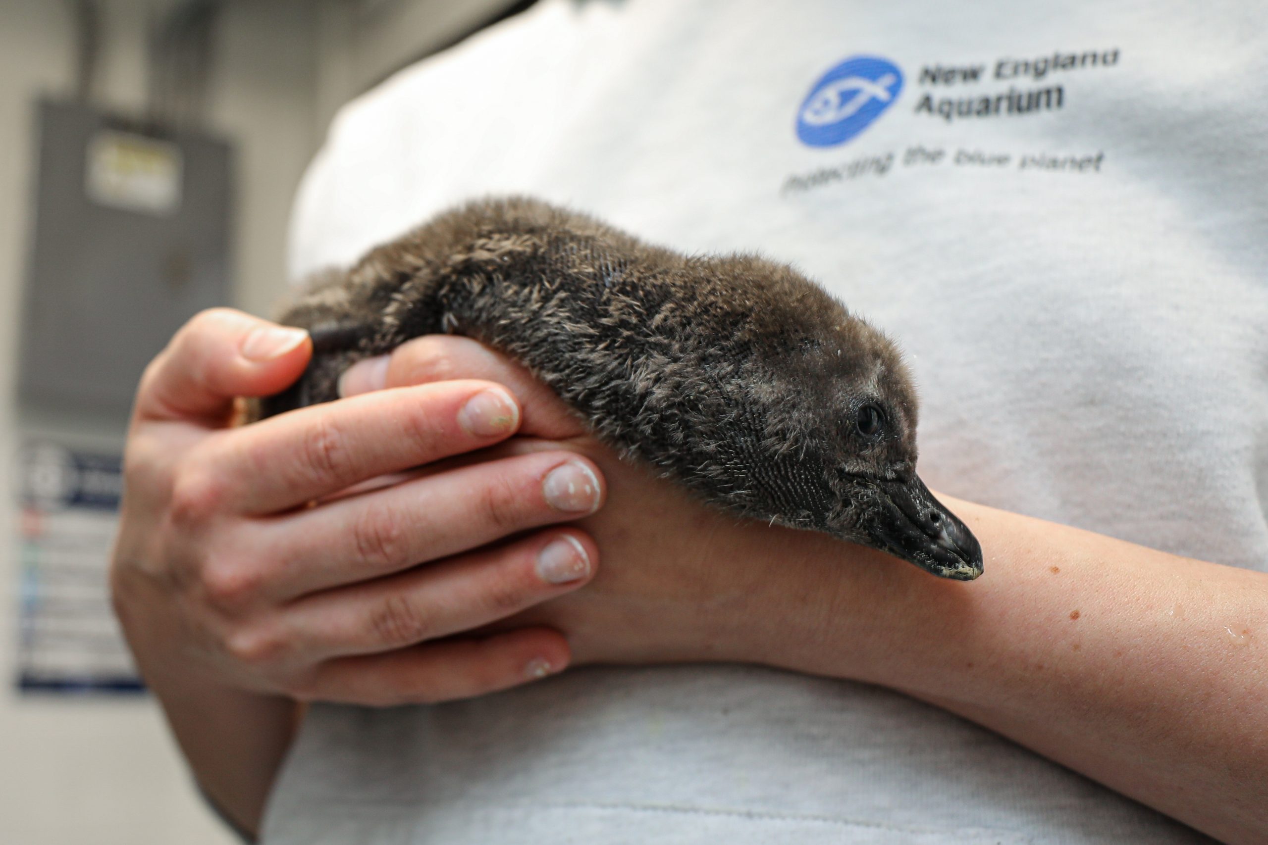 African penguin chick with trainer.