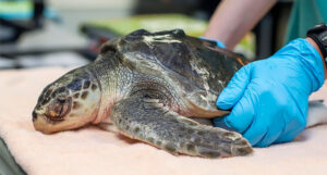 Caring for a sea turtle at our Quincy Animal Care Center.