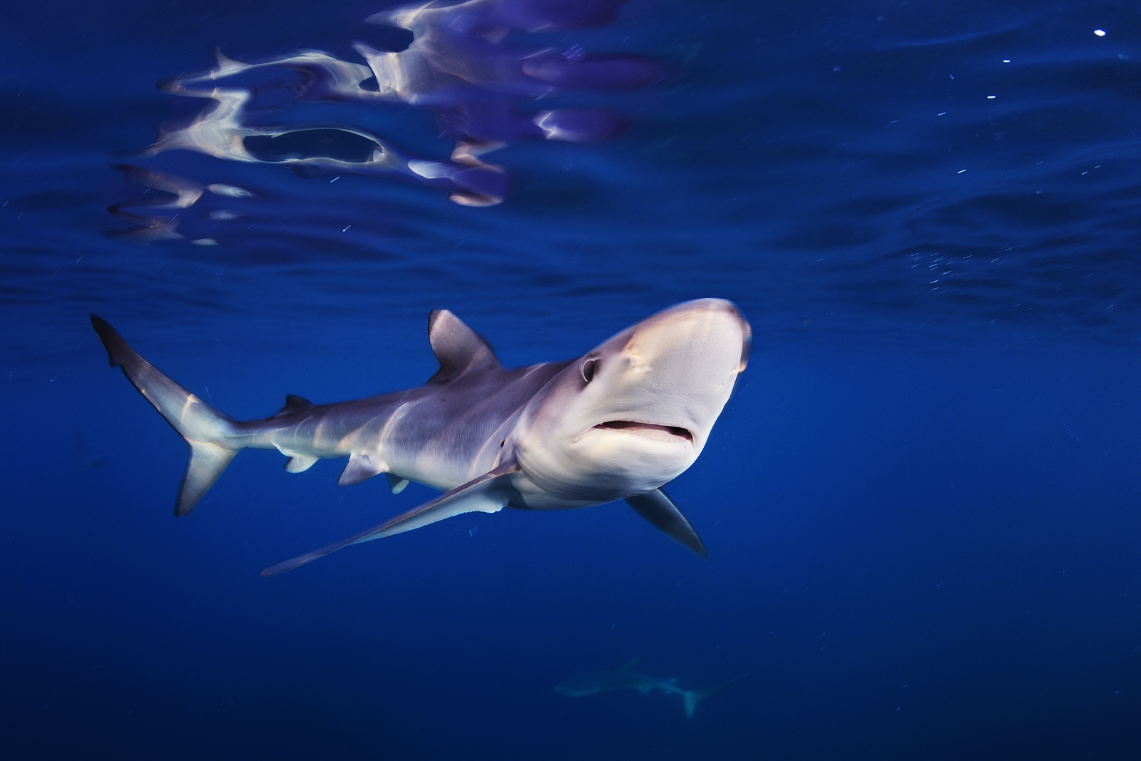 The Five Biggest Shark Myths, Debunked - New England Aquarium