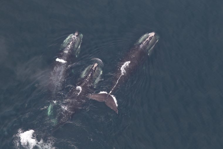 three right whales in open water