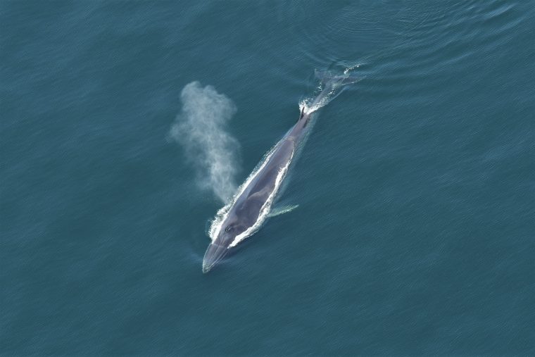 single fin whale in open water