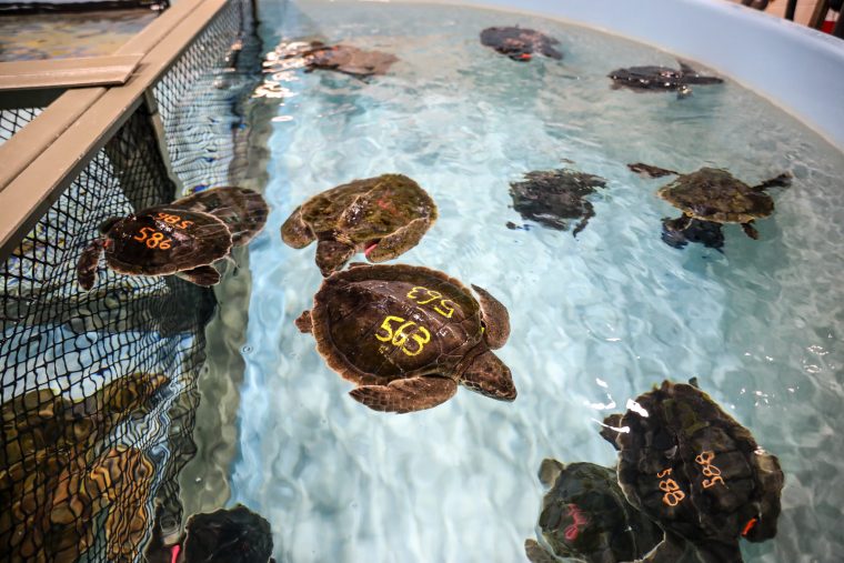 several turtles in aquarium tank 