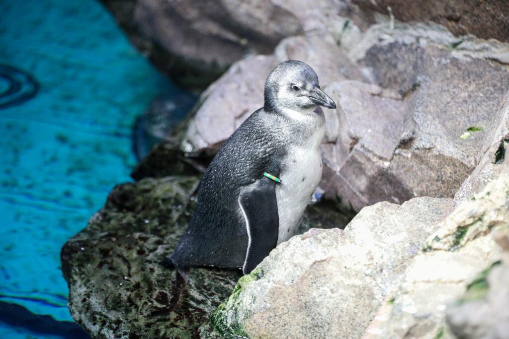 Little blue penguin chicks hatch at New England Aquarium 