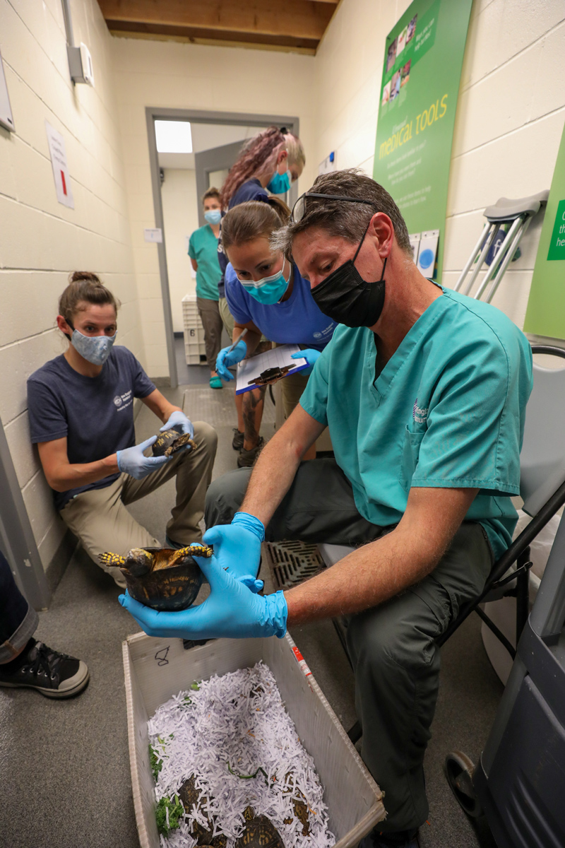 Dr. Innis exams a turtle with other team members looking on