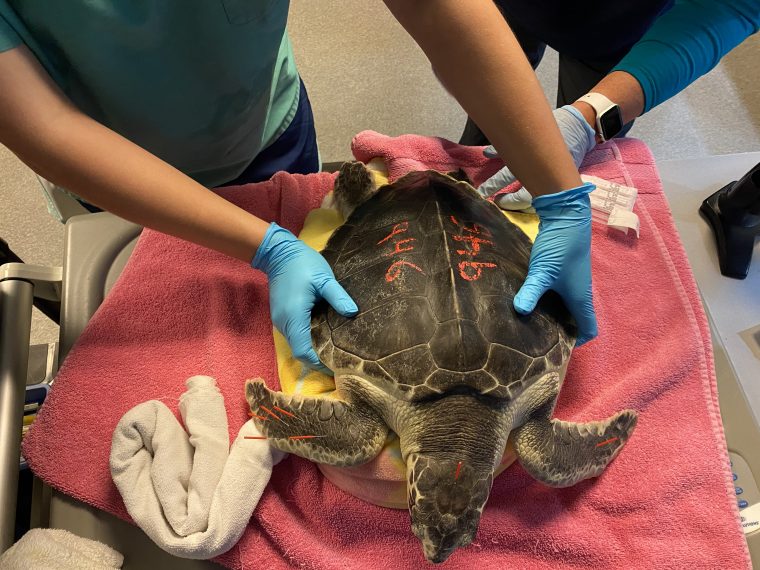 sea turtle on an exam table