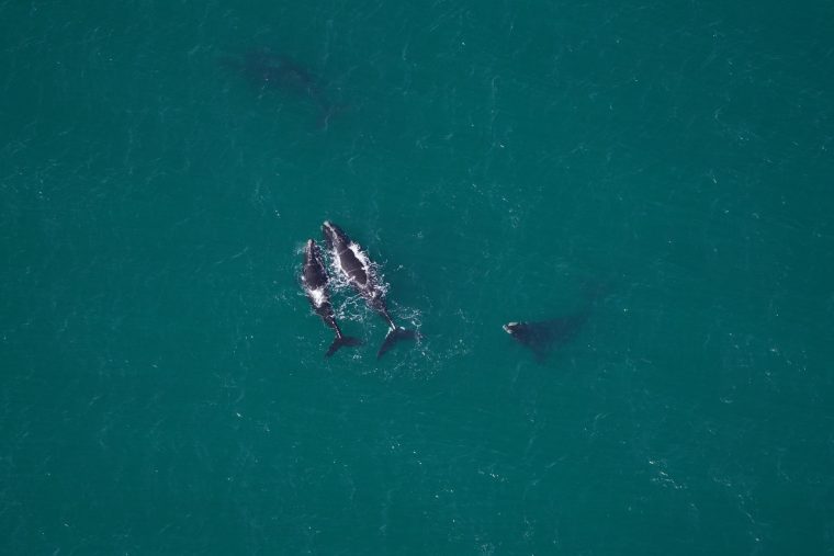 four right whales in open water