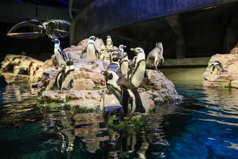 several African penguins gathered on a rock formation in exhibit enclosure