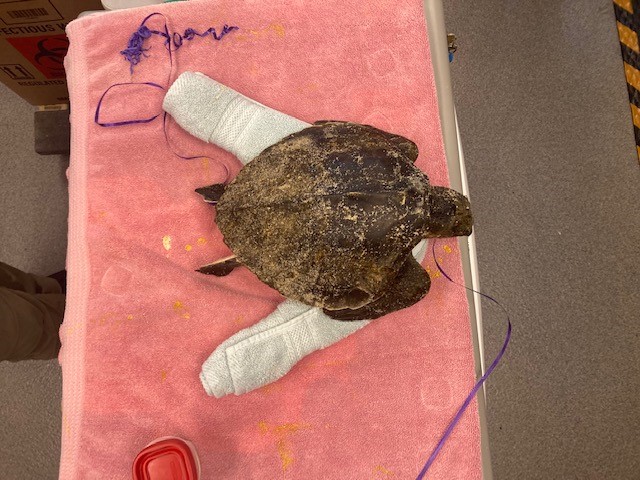 Kemp’s ridley sea turtle on an exam table