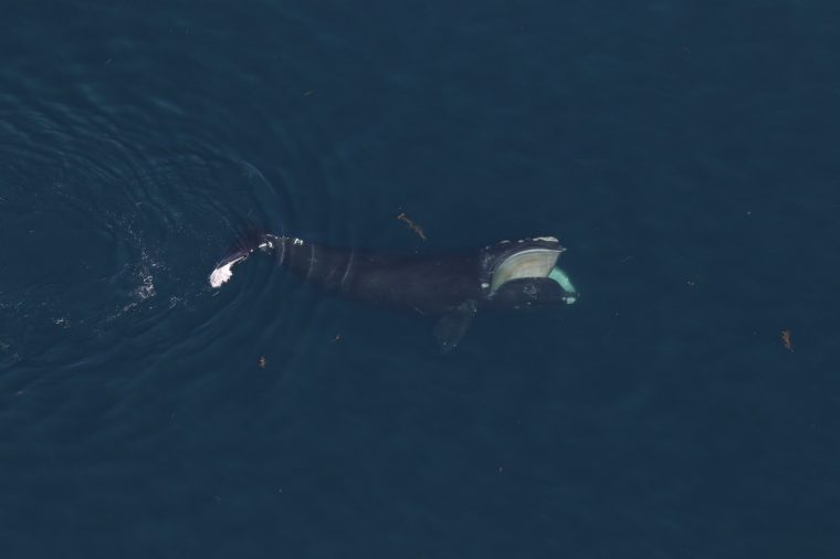 single right whale in open water