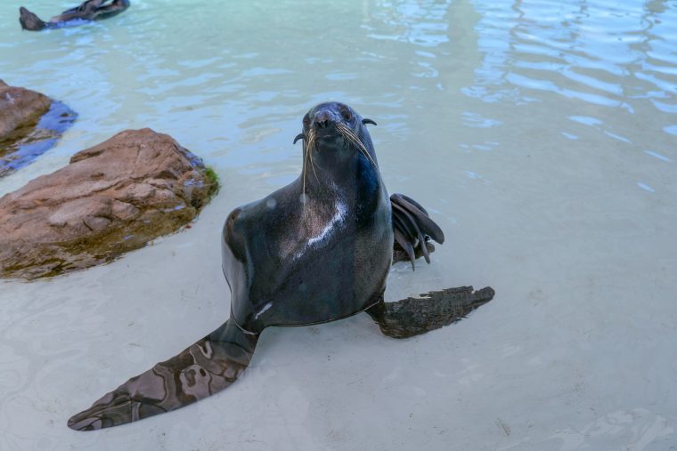 single fur seal in aquarium pool