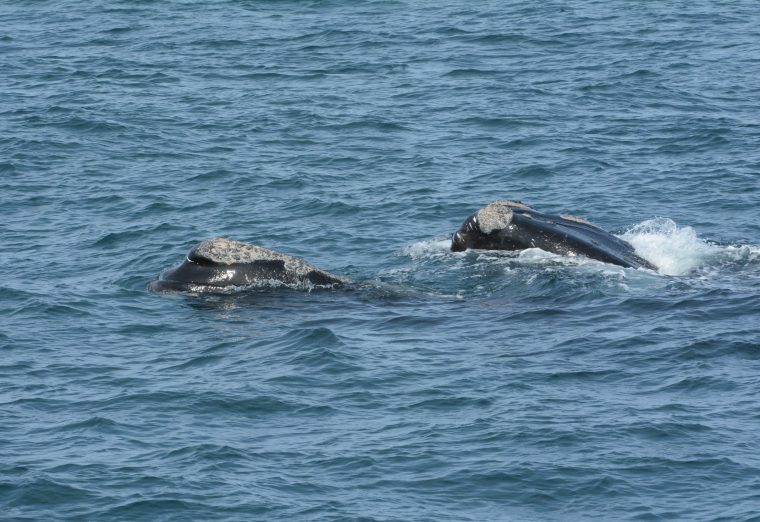 two right whales surfacing in open water