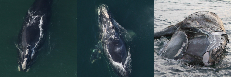 three comparisons of female right whale shown with entanglements from fishing gear and shown without