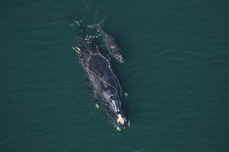 Entangled female right whale and calf in open water