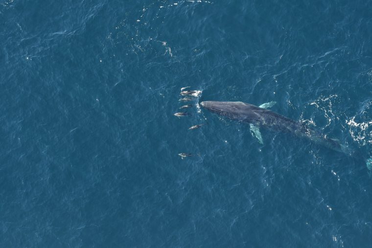 single fin whale and several dolphins in open water