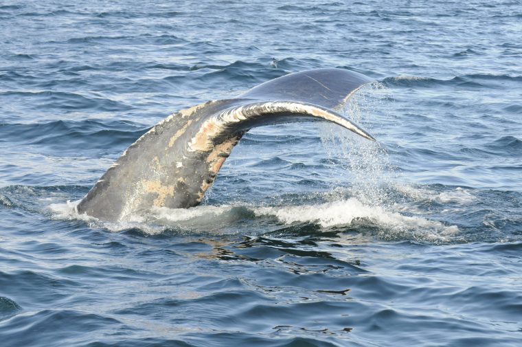 diving right whale with tail above the water surface