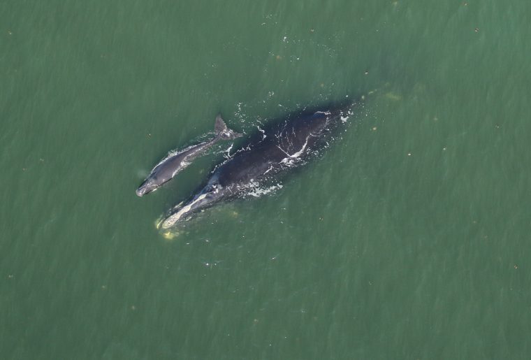 Female right whale and calf