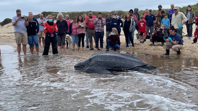 Crowd of onlookers on a beach watching leatherback turtle enter the water