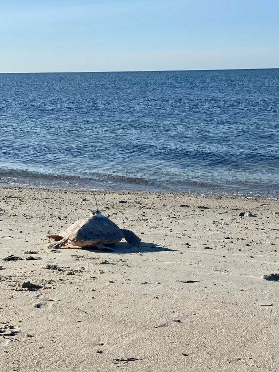 loggerhead sea turtle on a beach