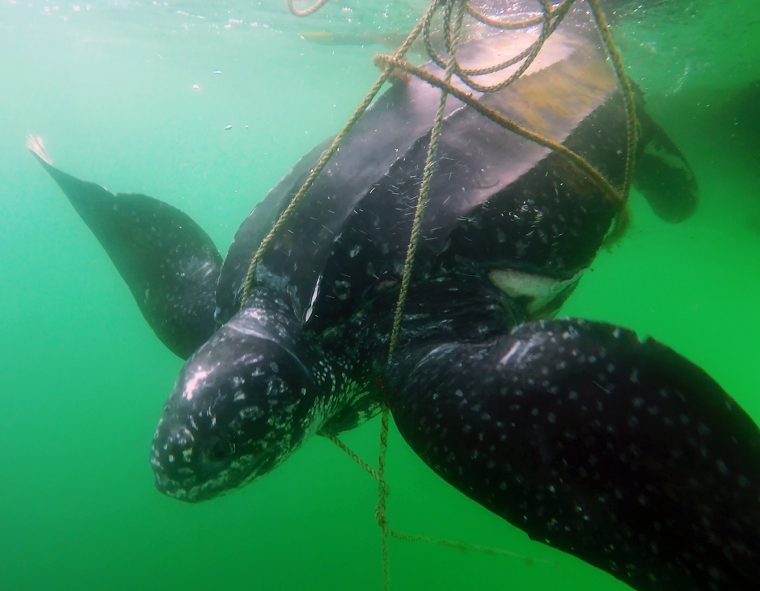 leatherback turtle trapped in ropes underwater