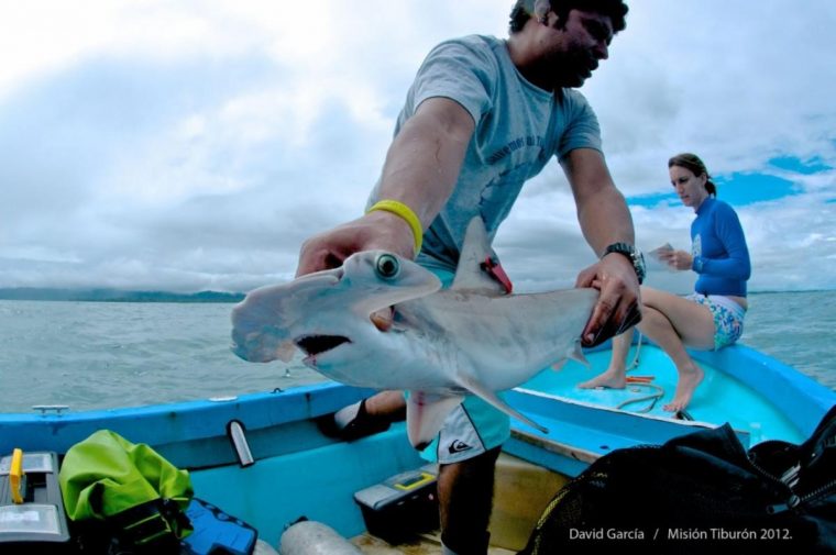 man in a small boat holding a hammerhead shark