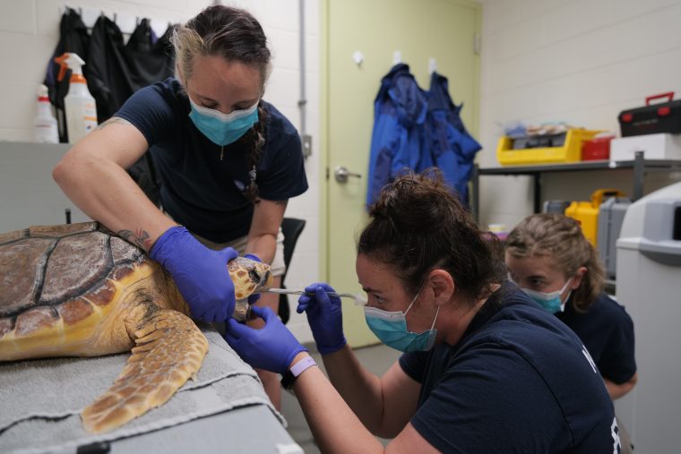 Sea turtle being treated by two hospital staff members