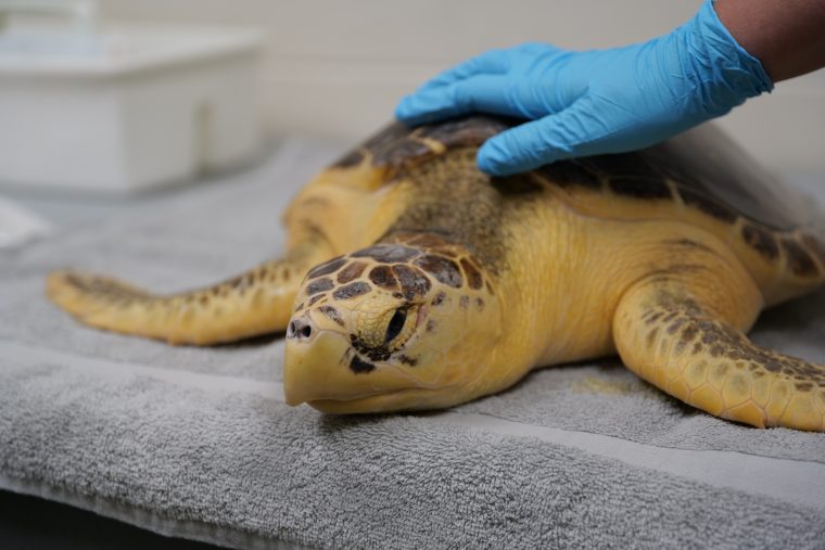 loggerhead sea turtle on an exam table