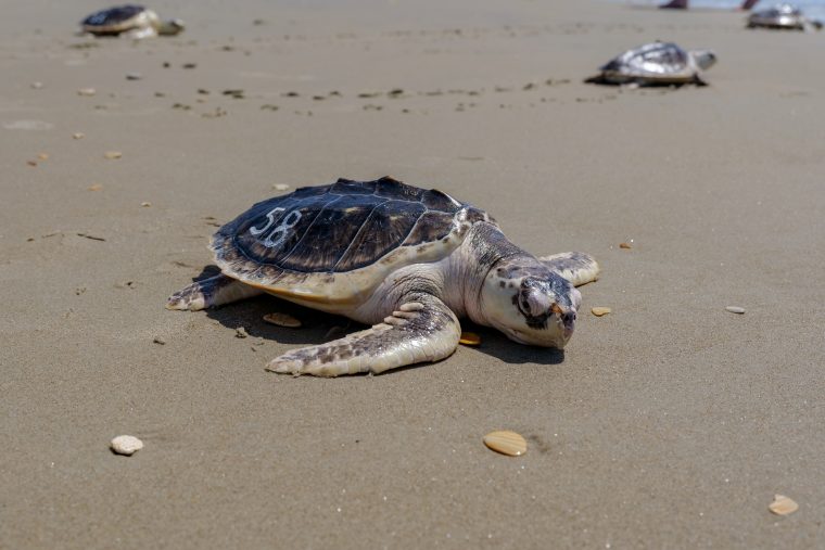 single Kemp’s ridley sea turtle on a beach