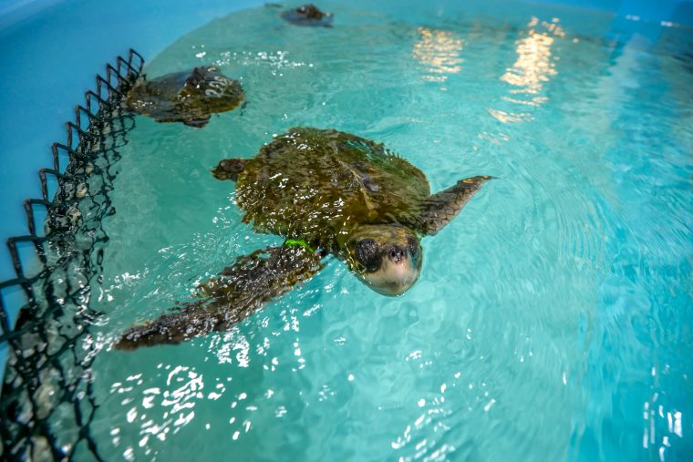 sea turtles in aquarium tank