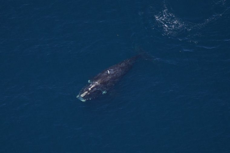 Single right whale in open water