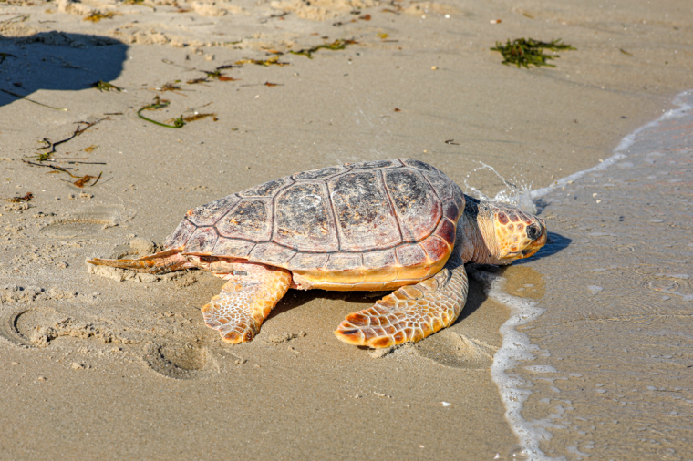 sea turtle on a beach shoreline