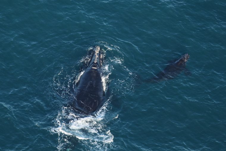 female right whale in open water