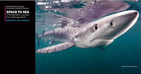 shark underwater