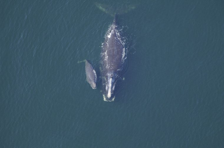 adult right whale with calf in open water