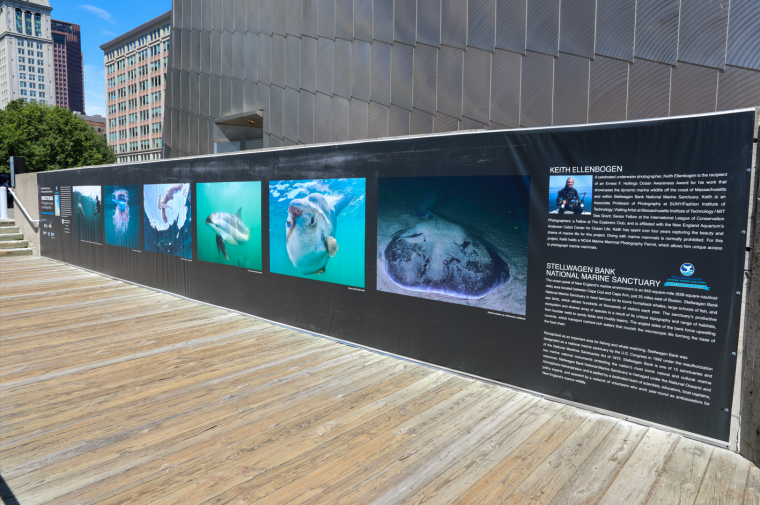 mural of ocean photography