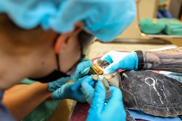 Animal Care staff perform surgery on a Kemp's ridley sea turtle