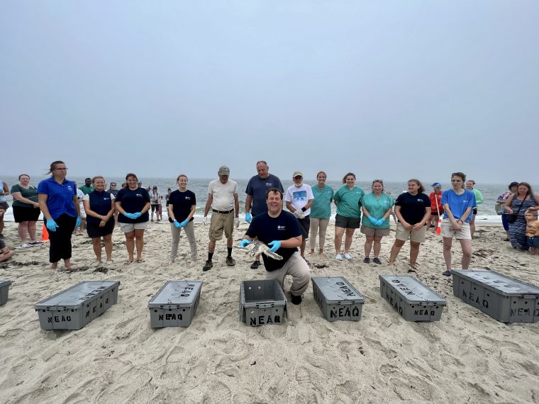 Several people on a beach with boxes of sea turtles