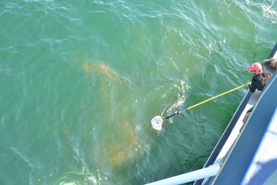 A research team scoops whale feces to send to the lab.