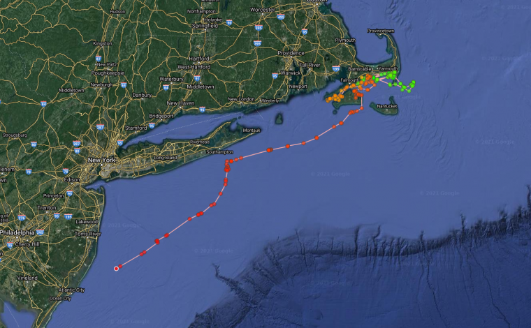 A map of satellite tag locations shows “Glossy Ibis” in New Jersey waters.