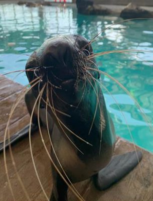 northern fur seal Kitovi