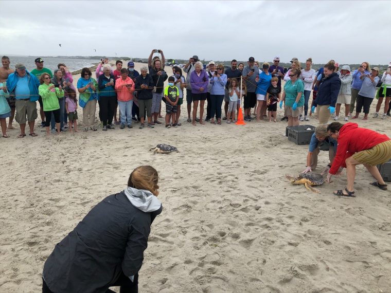 Summer 2021 release of three loggerhead sea turtles with internal acoustic tags. 