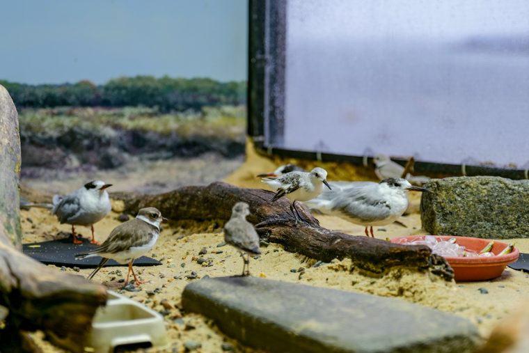 several shorebirds inside exhibit enclosure
