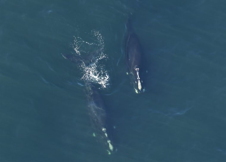 two right whales in open water