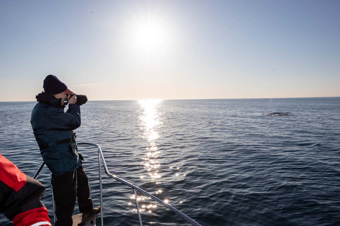 Philip Hamilton photographing a right whale