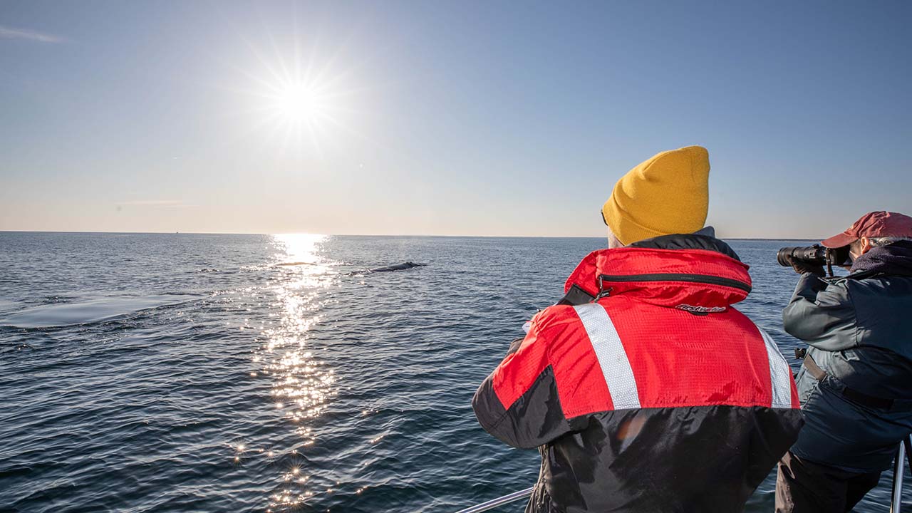 Photographing a right whale