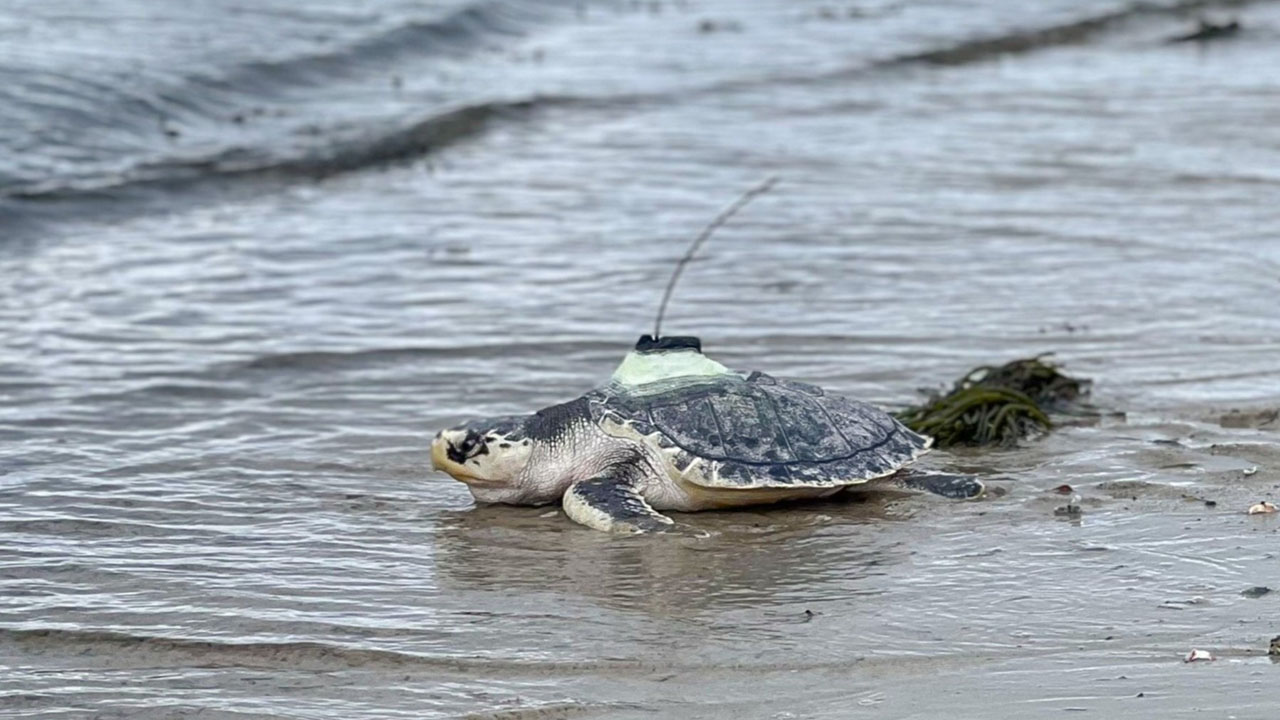 A sea turtle with a satellite tag on its shell returning to the ocean