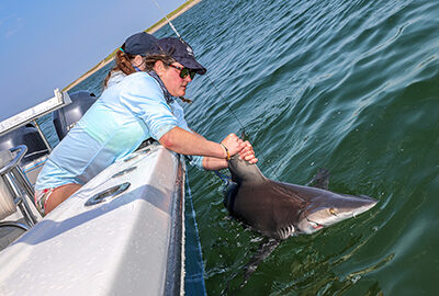 Shark tagging off the coast of Nantucket