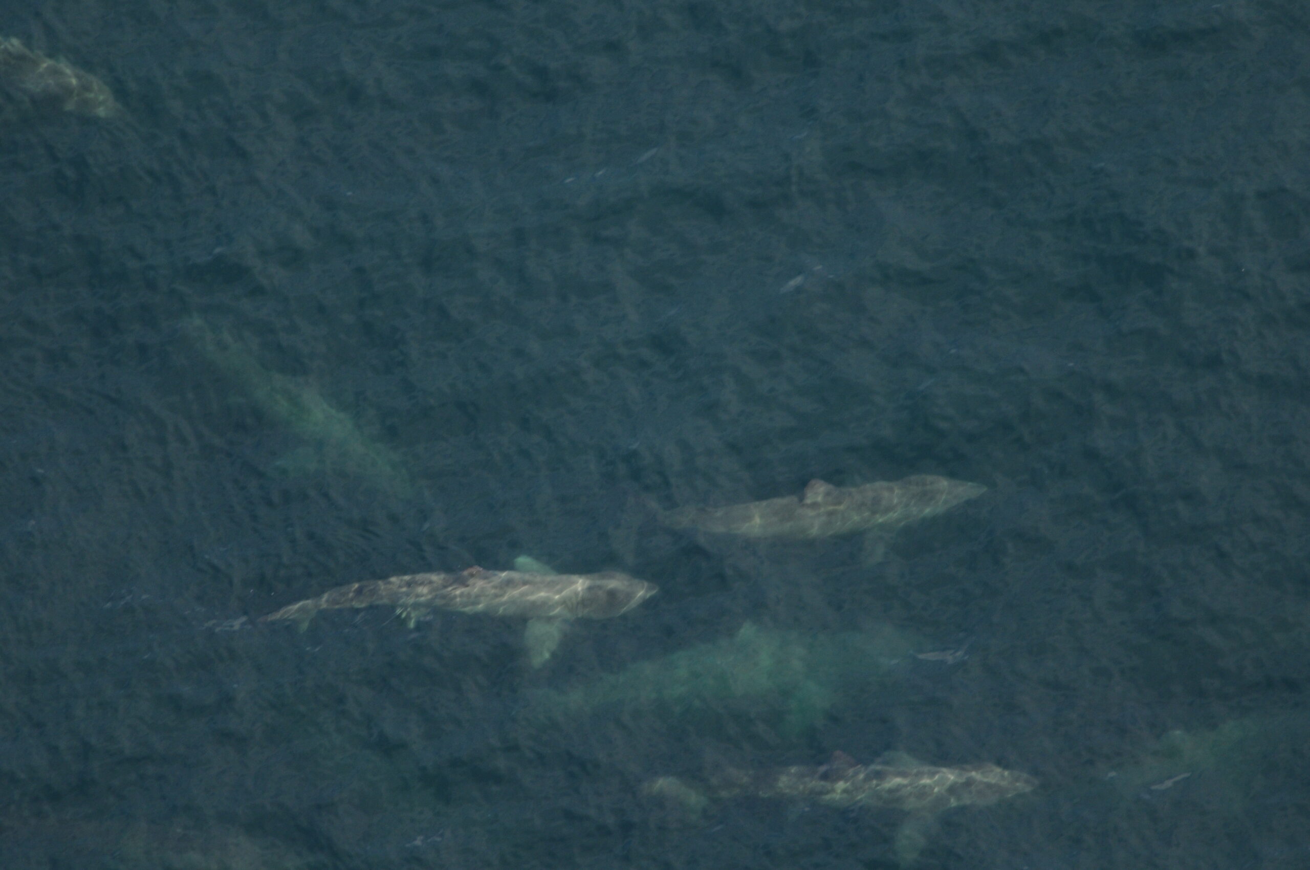 Basking sharks observed swimming in echelon formations in an aggregation ~1,400 strong