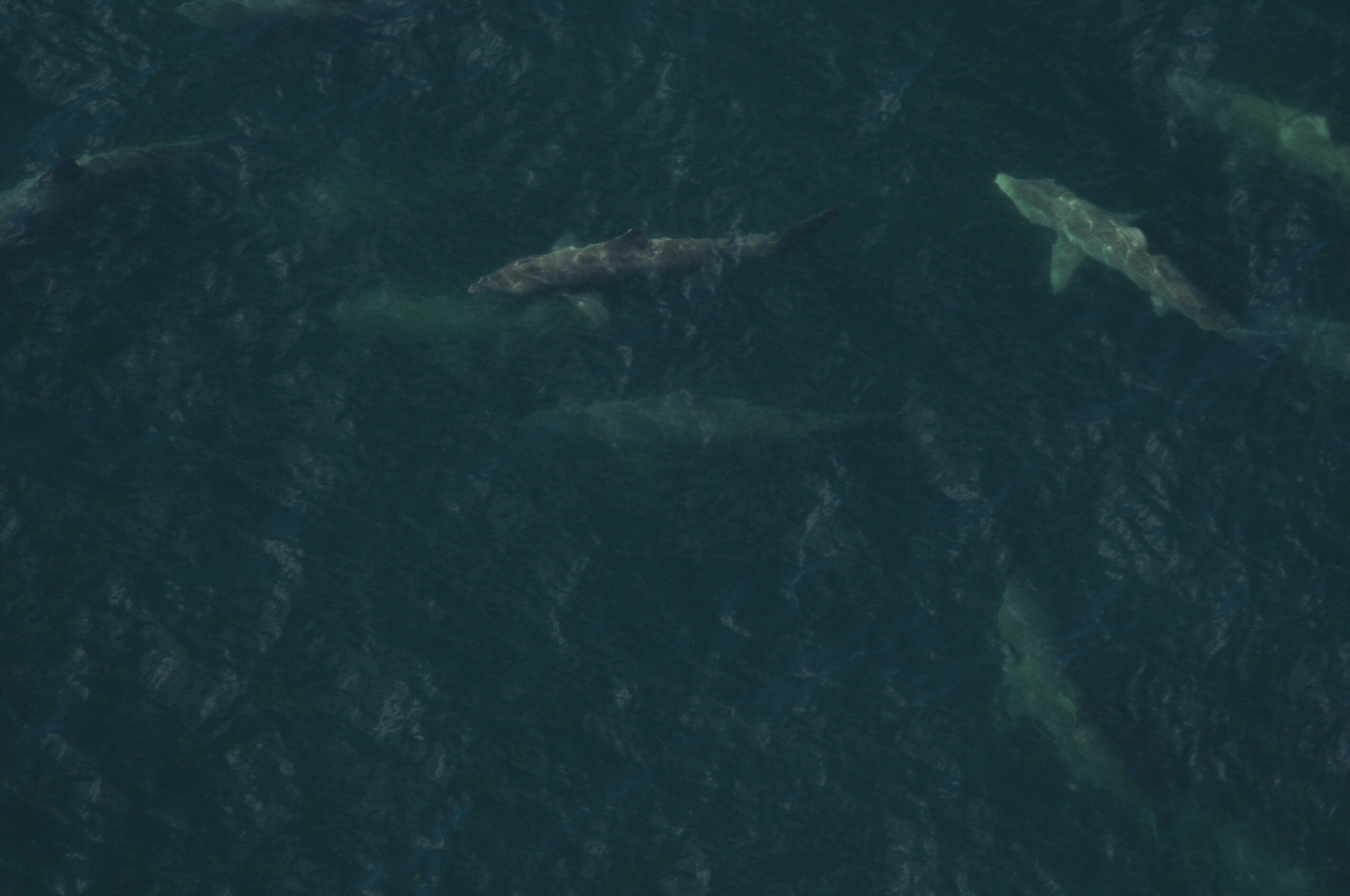 Basking sharks observed swimming in echelon formations in an aggregation ~1,400 strong