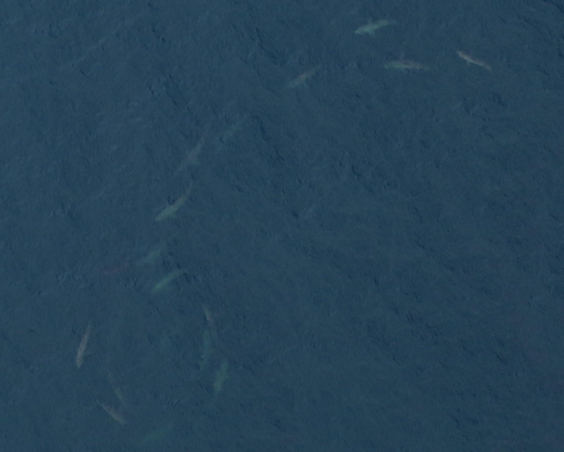 Large groups of basking sharks form swirling patterns in the ocean