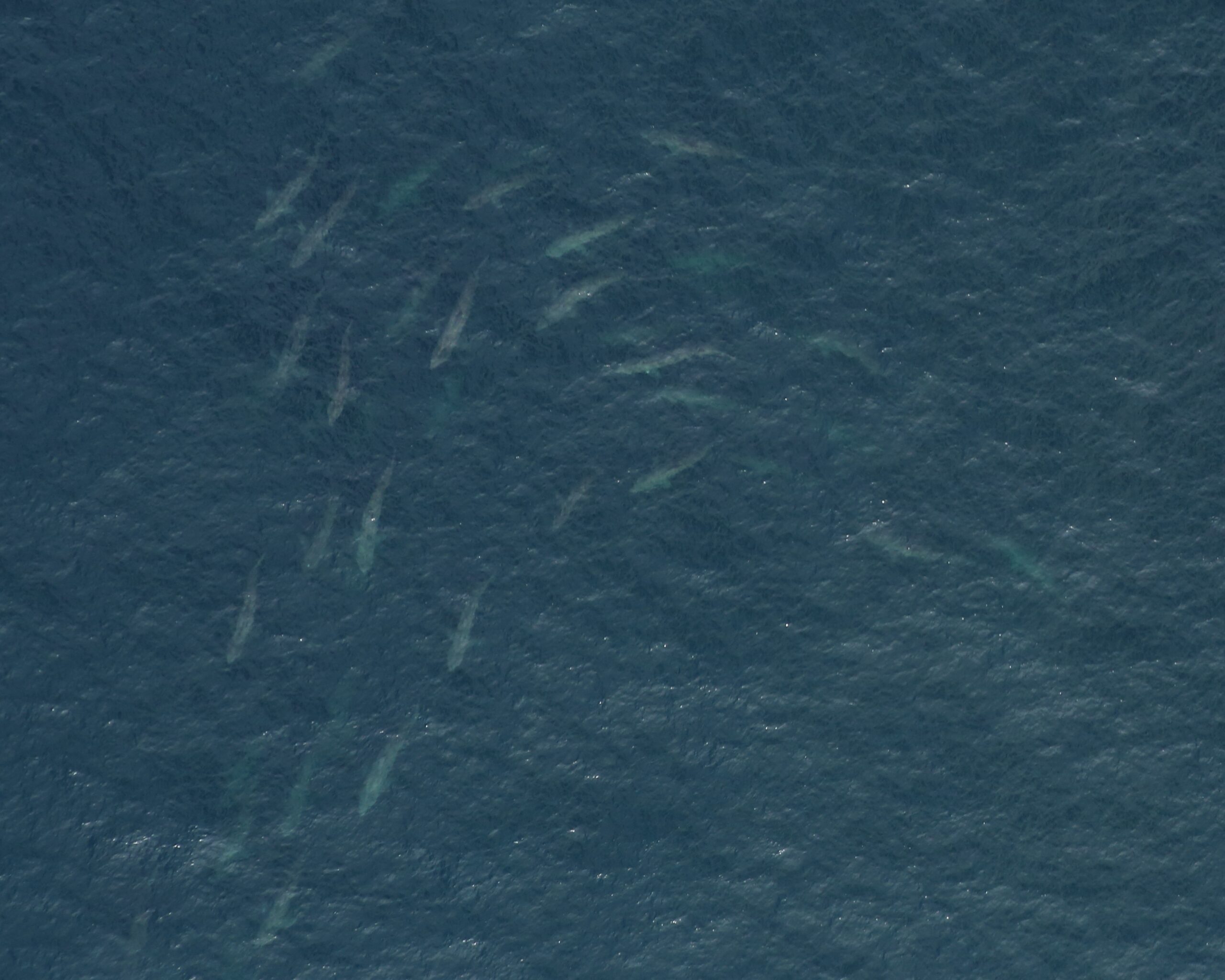 Large groups of basking sharks form swirling patterns in the ocean